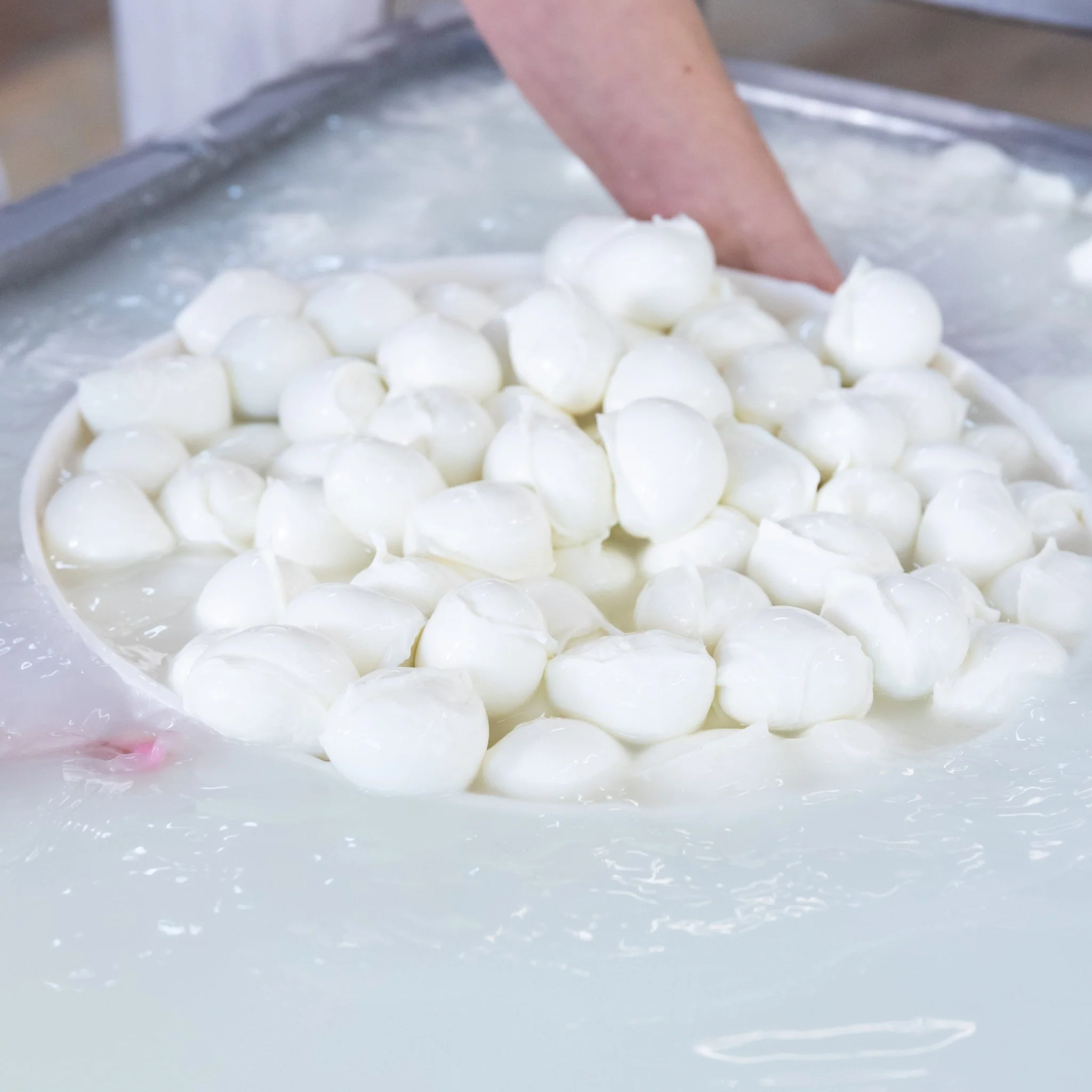 Bocconcini di latte di Bufala - Image 4