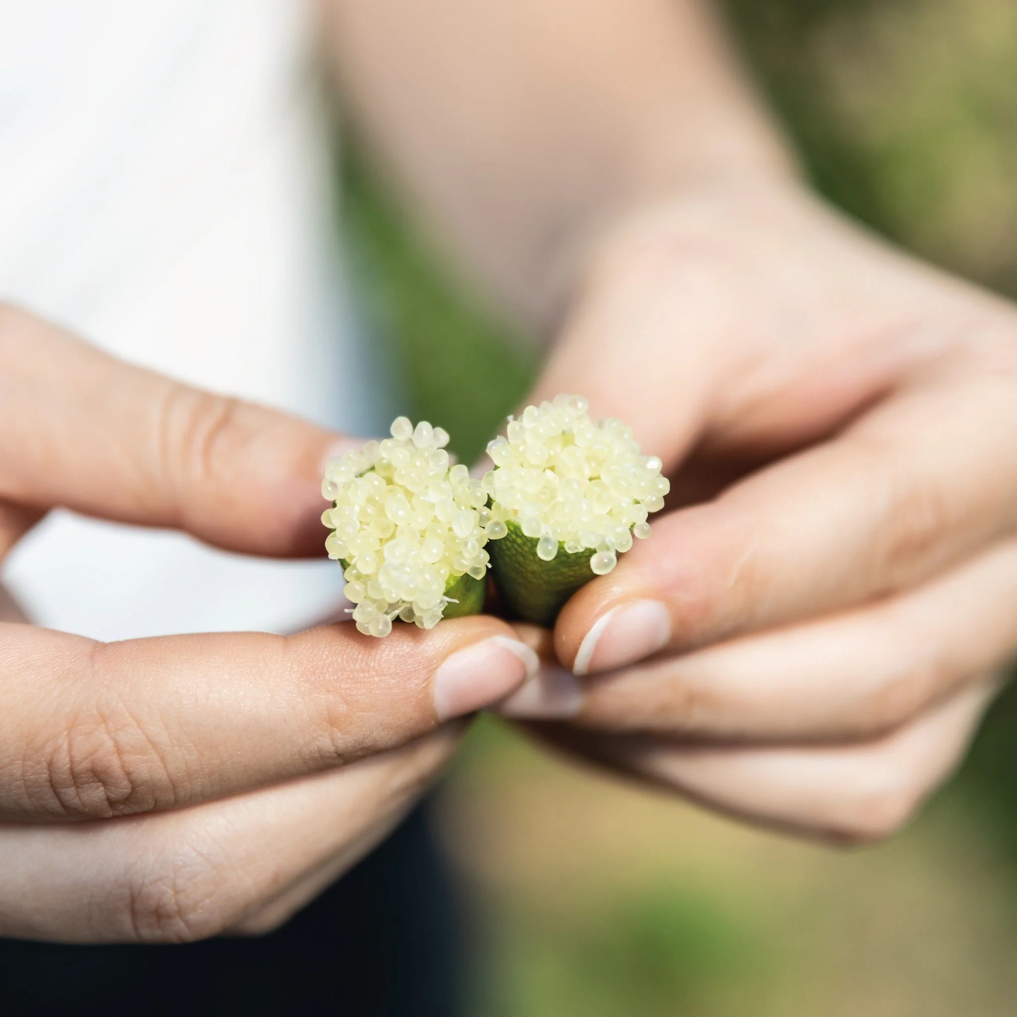 Finger Lime fresco - Image 4